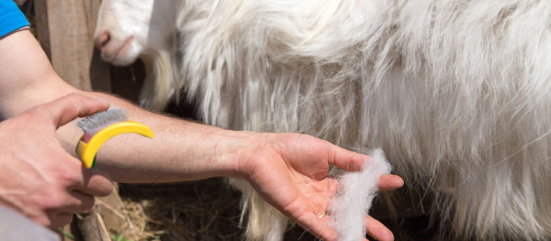 A herder combing a cashmere goat, loose down gathered in the palm of one hand
