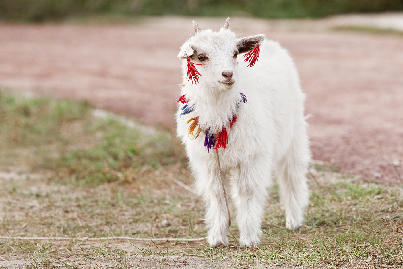 Cruelty-Free Cashmere from a Llama